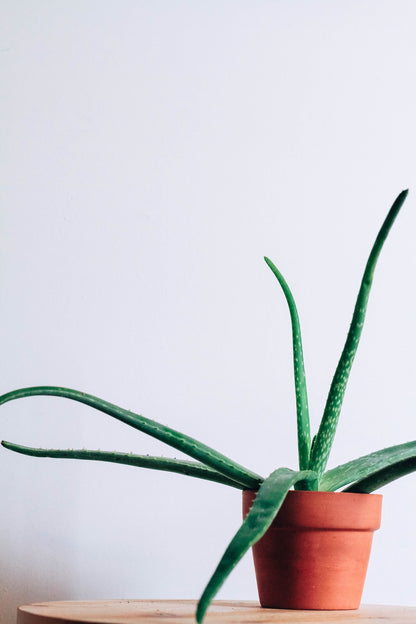 fresh aloe vera plant in a terracotta pot on a natural wood round table 