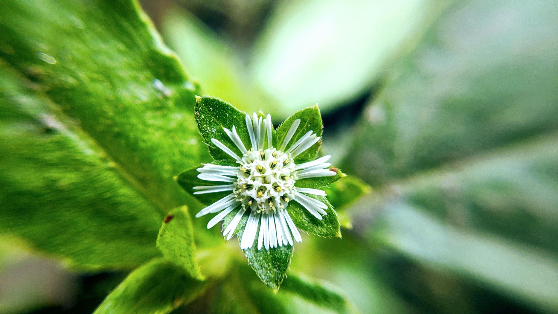 a picture of a small white bhringraj (false daisy) flower in the wild