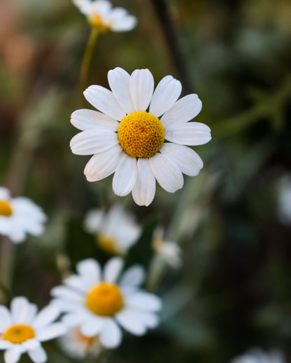 an image of a white chamomile flower in the wild with a blurred background including more chamomile flowers