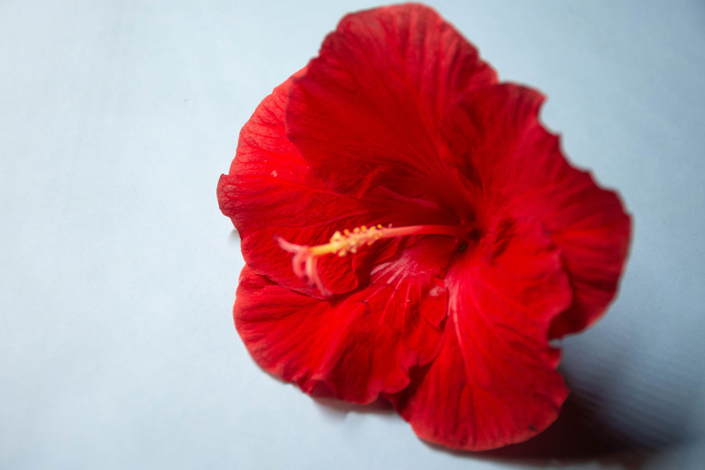 a big red fresh hibiscus flower on a grey background