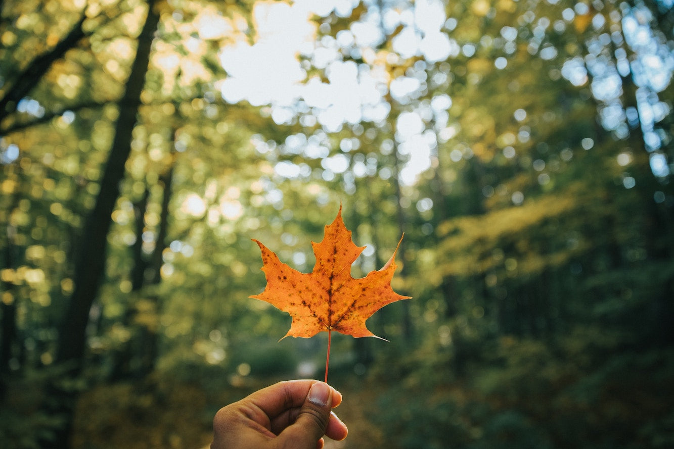 hand holding a canadian maple leaf in a forest