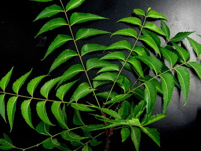 multiple small branches of fresh neem leaves placed on a black surface