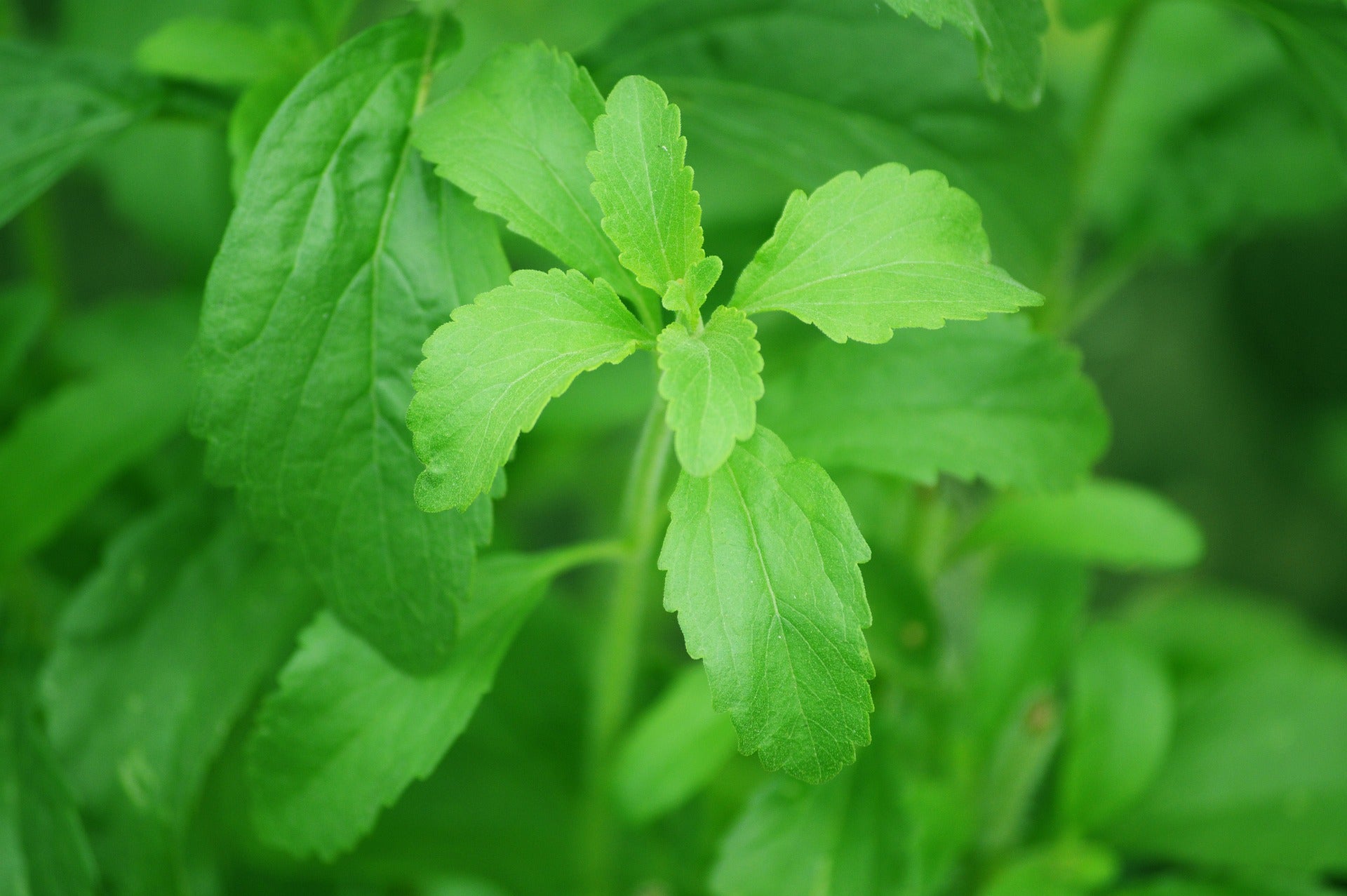 a closeup of fresh green stevia leaves in the wild