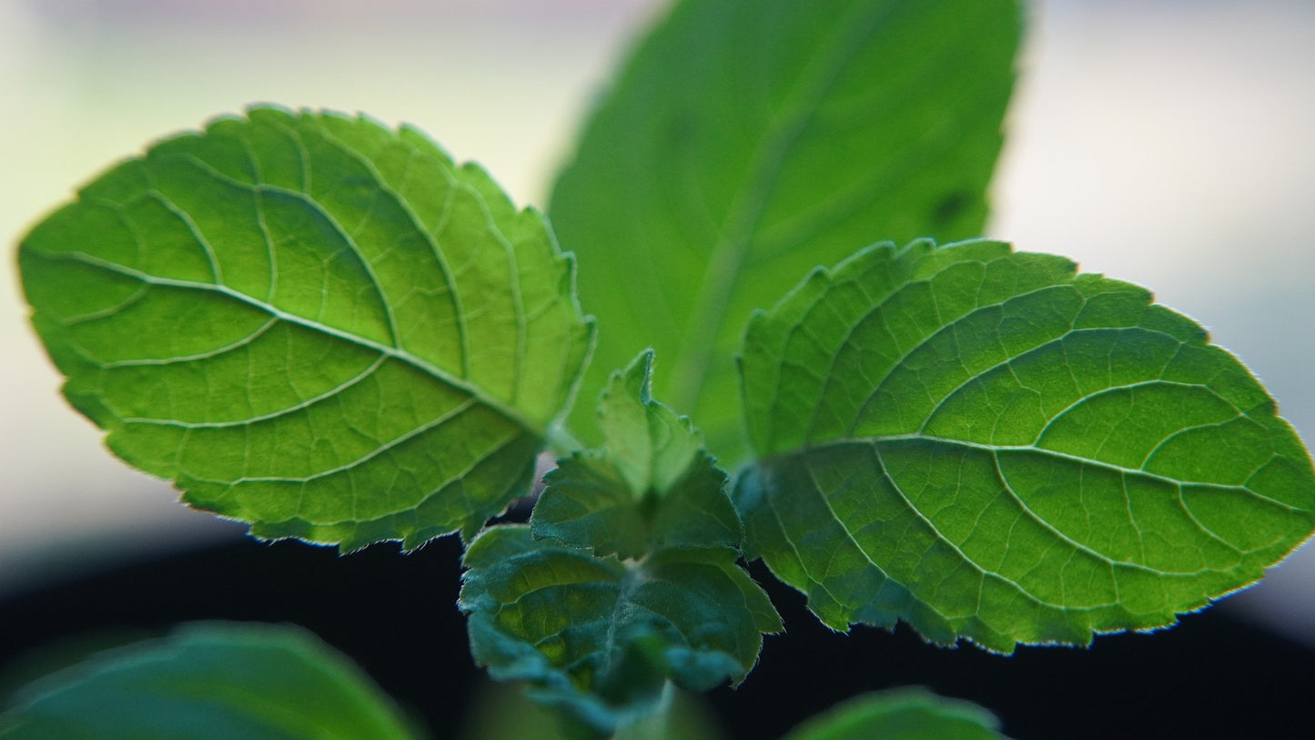 a closeup of green fresh Tulsi (Holy Basil) leaves