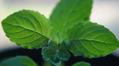 a closeup of green fresh Tulsi (Holy Basil) leaves