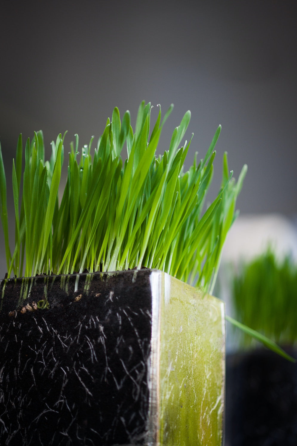 green wheatgrass plant with roots in a square transparent glass container